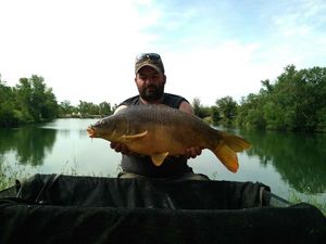 Mirror Carp