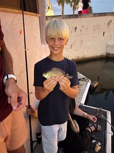 Gilthead Seabream