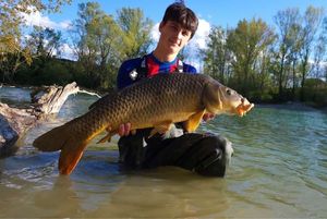 Common Carp