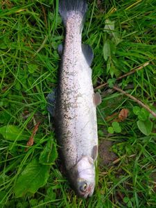 Rainbow Trout