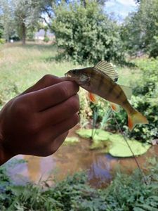 European Perch