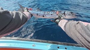 Great Barracuda