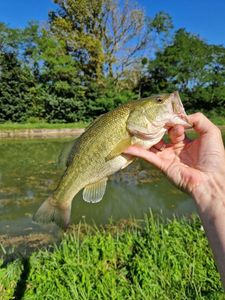Smallmouth Bass