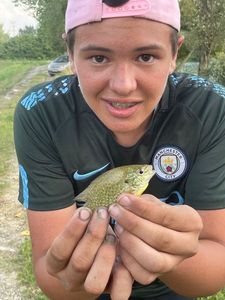Green Sunfish