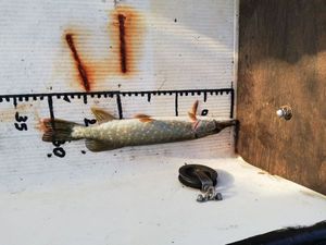 Northern Pike