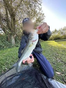 Largemouth Bass