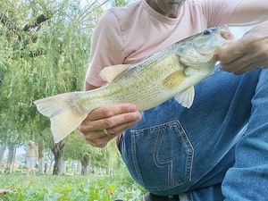 Largemouth Bass
