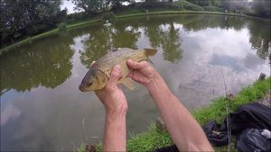 Crucian Carp