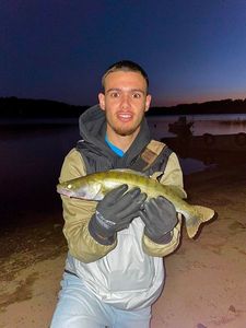 Zander
