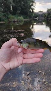 European Perch