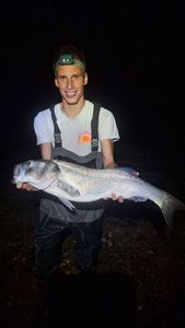 European Bass (Seabass)