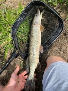 Northern Pike