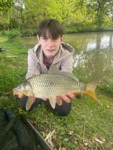 Common Carp