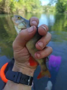 European Perch
