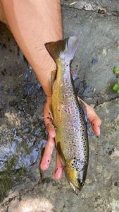 Brown Trout