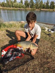 Common Carp