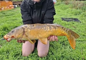 Mirror Carp
