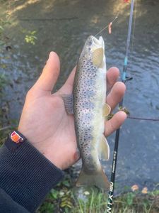 Brown Trout