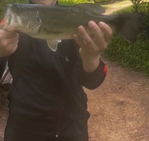Largemouth Bass