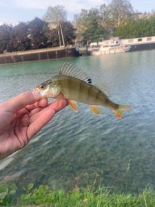 European Perch