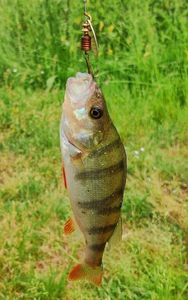 European Perch