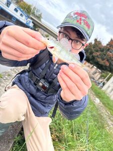 European Perch