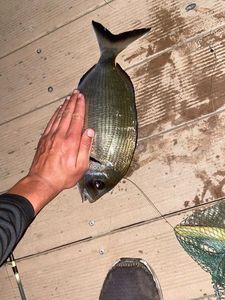 European Bass (Seabass)