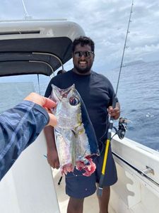 Blackfin Tuna