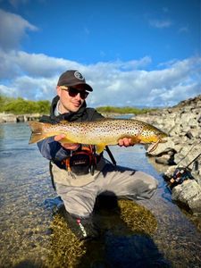 Brown Trout