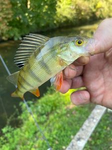 European Perch