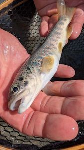 Brown Trout