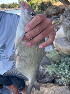 Common Bream