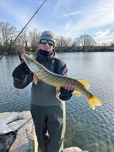 Northern Pike