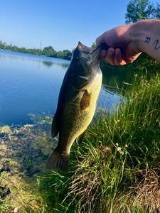 Largemouth Bass