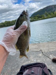 Largemouth Bass