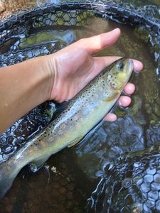 Brown Trout