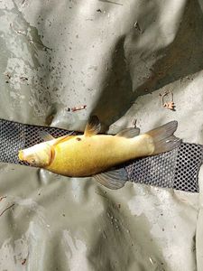 Tench