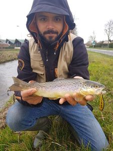 Brown Trout
