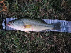 Largemouth Bass