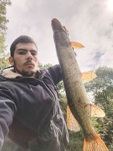 Chain Pickerel