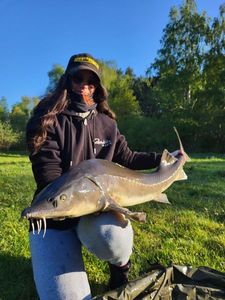 Siberian Sturgeon