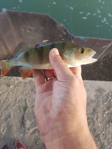 European Perch