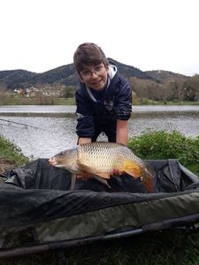 Common Carp