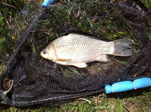 Prussian Carp