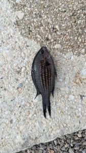 Damselfish