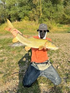 Barbel