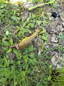 Black Bullhead