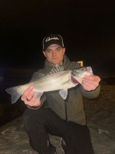 European Bass (Seabass)