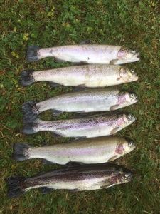 Rainbow Trout