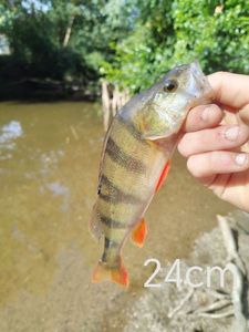 European Perch